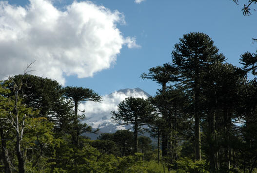 bosque patagonico